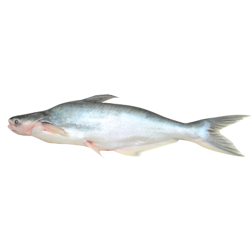 Fish And Shrimp